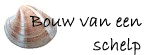 Bouw van een schelp