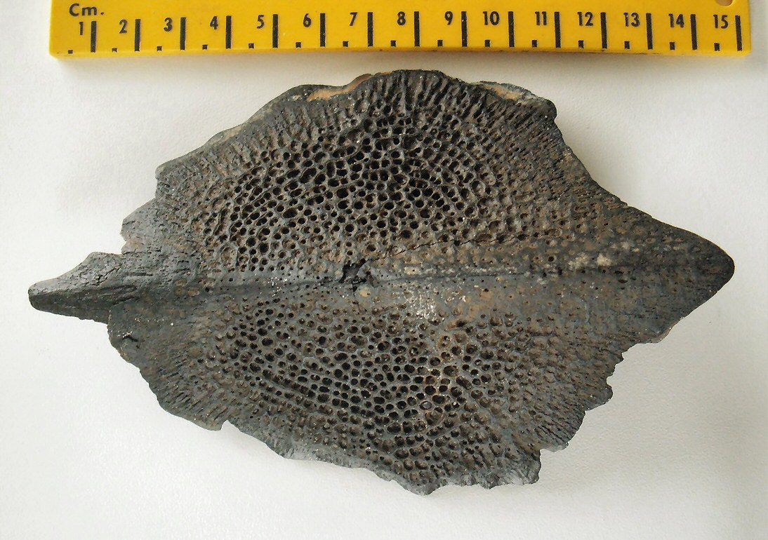 &copy; Thijs de Boer