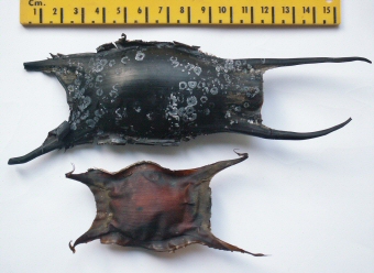 © Thijs de Boer © Thijs de Boer