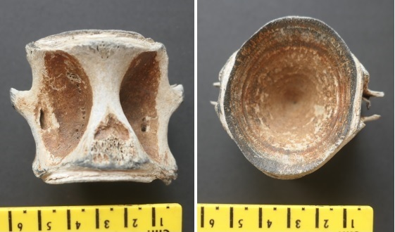 &copy; Thijs de Boer