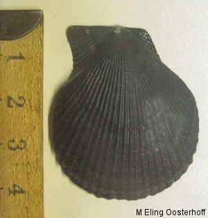 &copy; Thijs de Boer