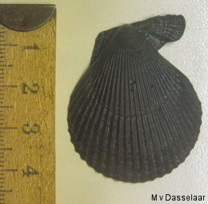 &copy; Thijs de Boer