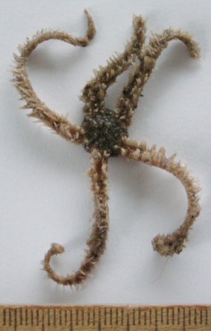 &copy; Thijs de Boer