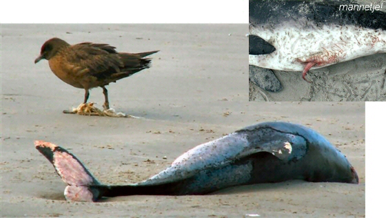 © Thijs de Boer © Thijs de Boer