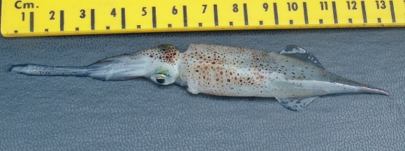 &copy; Thijs de Boer