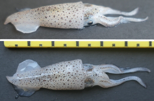 &copy; Thijs de Boer