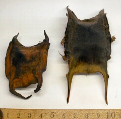 &copy; Thijs de Boer