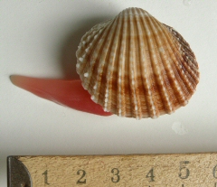 &copy; Thijs de Boer