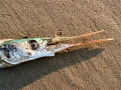 &copy; Thijs de Boer