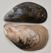 © Thijs de Boer © Thijs de Boer