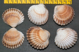 &copy; Thijs de Boer