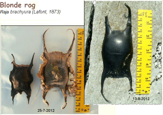 © Thijs de Boer © Thijs de Boer