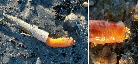 &copy; Thijs de Boer