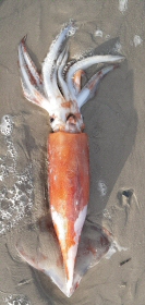 &copy; Mirjam Teunissen