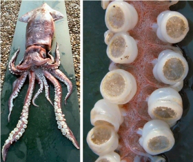 &copy; Thijs de Boer