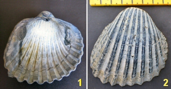 &copy; Thijs de Boer