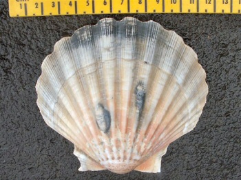 © Thijs de Boer foto Thijs de Boer