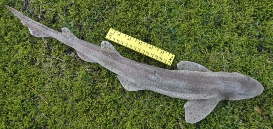 &copy; Thijs de Boer