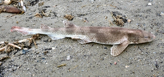 &copy; Thijs de Boer