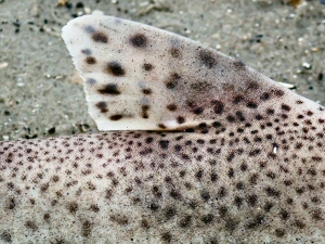 &copy;  Thijs de Boer