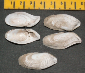 &copy; Thijs de Boer