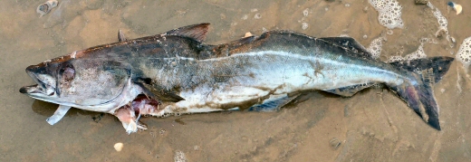 © Thijs de Boer © Thijs de Boer