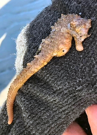 © A. Vermeulen © A. Vermeulen