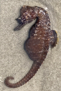 &copy; L. Hildebrand