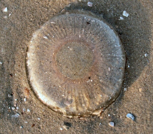 &copy; Thijs de Boer