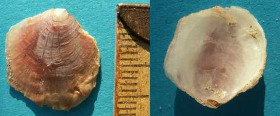 &copy; Thijs de Boer