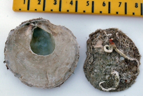 &copy; Thijs de Boer