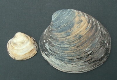 &copy; Thijs de Boer