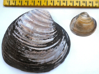 &copy; Thijs de Boer