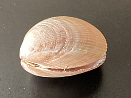 &copy; Johan Trenning