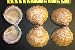 &copy; Johan Trenning