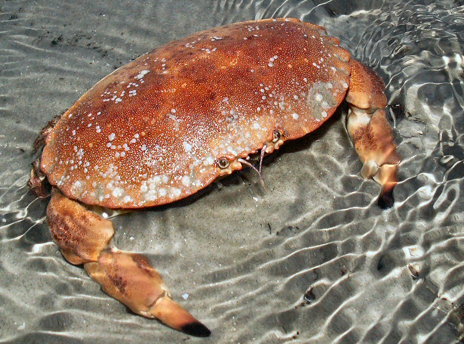 &copy; Thijs de Boer