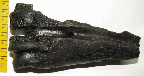 © Thijs de Boer © Thijs de Boer