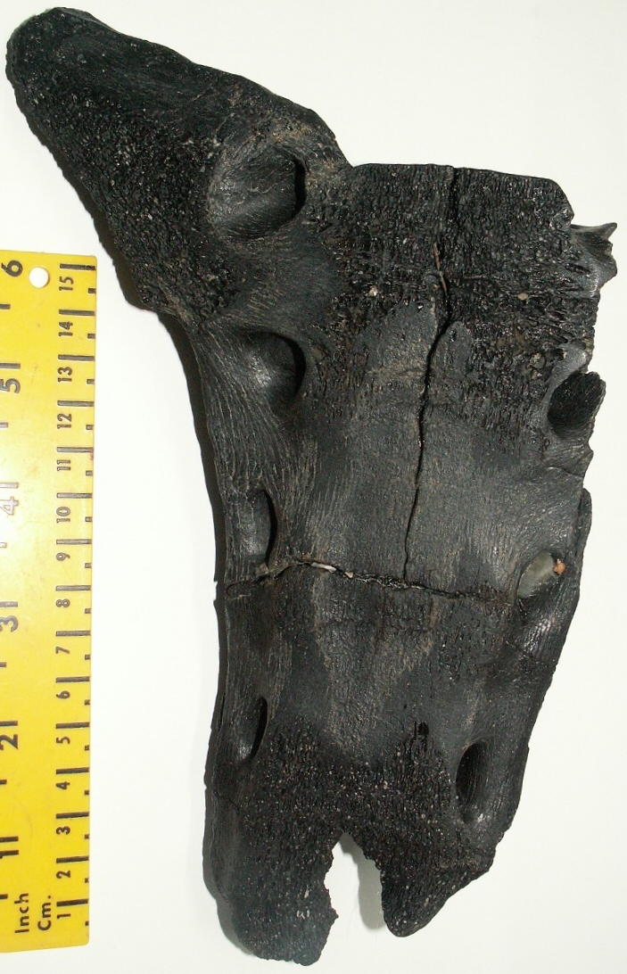 © Thijs de Boer © Thijs de Boer