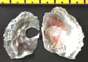 &copy;  Thijs de Boer