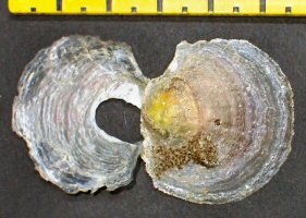 &copy;  Thijs de Boer