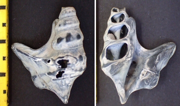 © Thijs de Boer © Thijs de Boer