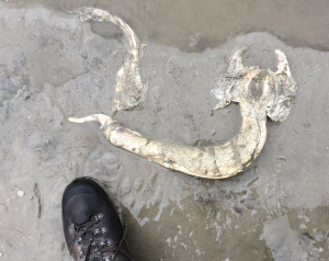 © Evan Frijters © Evan Frijters