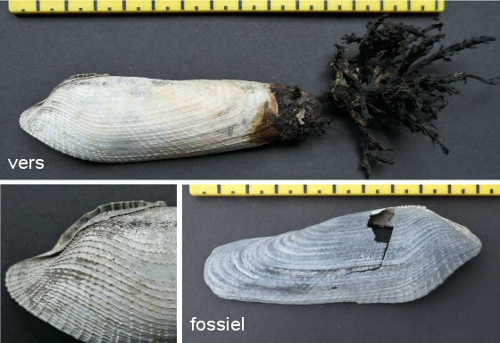 © Thijs de Boer © Thijs de Boer