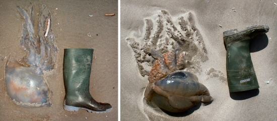 &copy; Thijs de Boer