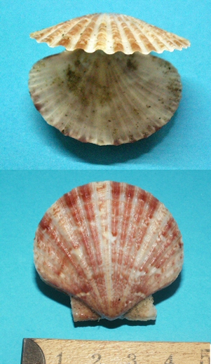 &copy; Thijs de Boer