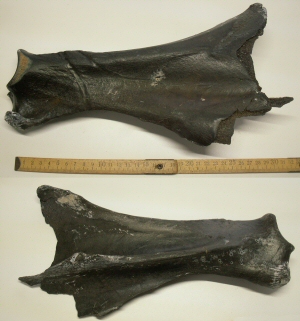 &copy; Thijs de Boer